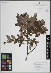 Foto von Salix atrocinerea Brot.
